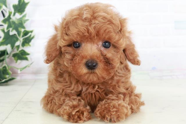 兵庫県のトイプードル(トイ) (Coo&RIKU丹波店/2025年8月20日生まれ/男の子/レッド)の子犬の1枚目の画像