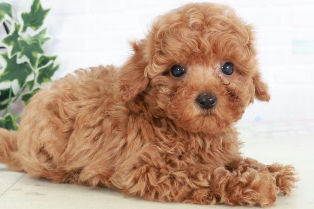 兵庫県のトイプードル(トイ) (Coo&RIKU丹波店/2025年8月20日生まれ/男の子/レッド)の子犬の2枚目の画像