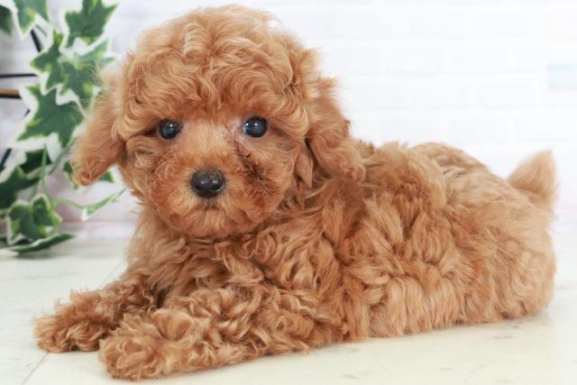 兵庫県のトイプードル(トイ) (Coo&RIKU丹波店/2025年8月20日生まれ/男の子/レッド)の子犬の3枚目の画像