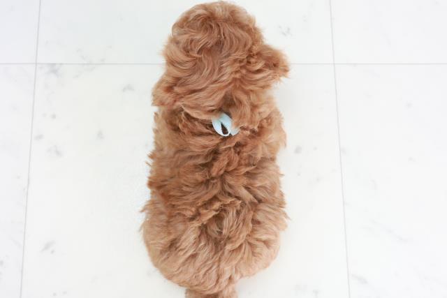 兵庫県のトイプードル(トイ) (Coo&RIKU丹波店/2025年8月20日生まれ/男の子/レッド)の子犬の4枚目の画像