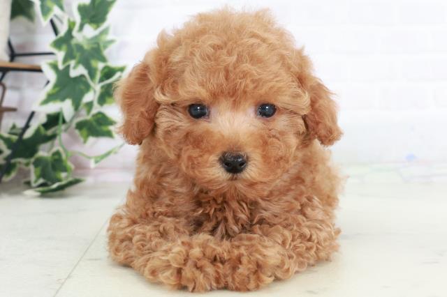 大阪府のトイプードル(トイ) (Coo&RIKU枚方店/2025年8月20日生まれ/女の子/レッド)の子犬の1枚目の画像