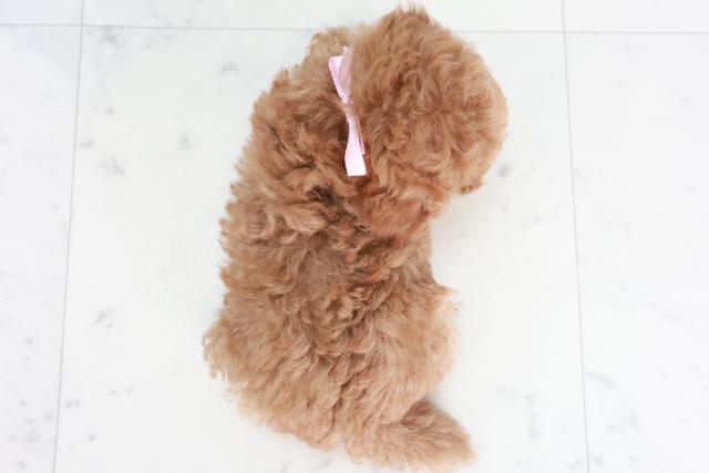 大阪府のトイプードル(トイ) (Coo&RIKU枚方店/2025年8月20日生まれ/女の子/レッド)の子犬の4枚目の画像