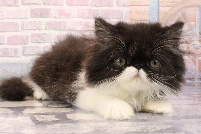 大阪府のペルシャ (Coo&RIKU茶屋町店/2025年8月20日生まれ/男の子/ブラックホワイト)の子猫の2枚目の画像