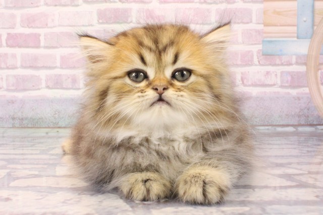 大阪府のペルシャ (Coo&RIKU梅田店/2025年8月1日生まれ/男の子/チンチラゴールデン)の子猫の1枚目の画像