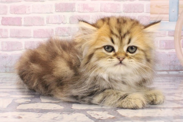 大阪府のペルシャ (Coo&RIKU梅田店/2025年8月1日生まれ/男の子/チンチラゴールデン)の子猫の2枚目の画像