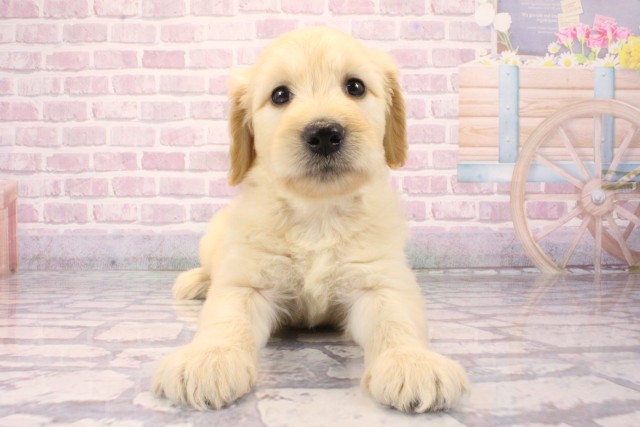 大阪府のゴールデンドゥードゥル(ゴールデン×プードル) (Coo&RIKU阿倍野店/2025年8月23日生まれ/男の子/クリーム)の子犬の1枚目の画像