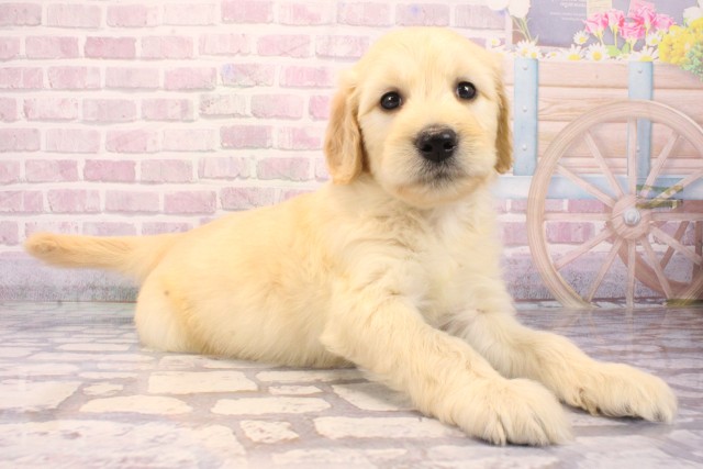 大阪府のゴールデンドゥードゥル(ゴールデン×プードル) (Coo&RIKU阿倍野店/2025年8月23日生まれ/男の子/クリーム)の子犬の2枚目の画像
