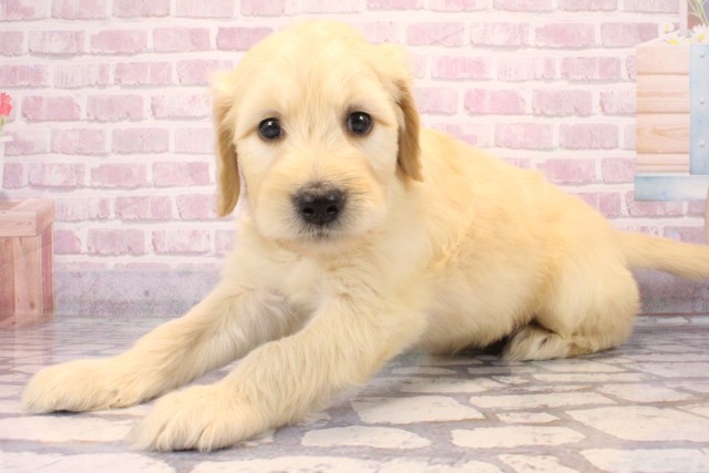 大阪府のゴールデンドゥードゥル(ゴールデン×プードル) (Coo&RIKU阿倍野店/2025年8月23日生まれ/男の子/クリーム)の子犬の3枚目の画像
