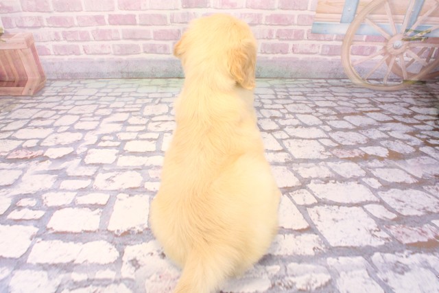 大阪府のゴールデンドゥードゥル(ゴールデン×プードル) (Coo&RIKU阿倍野店/2025年8月23日生まれ/男の子/クリーム)の子犬の4枚目の画像