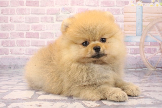 大阪府のポメラニアン (Coo&RIKU梅田店/2025年8月23日生まれ/男の子/オレンジ)の子犬の2枚目の画像