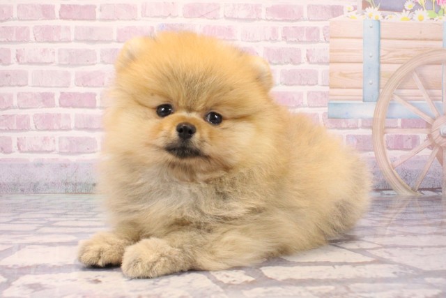 大阪府のポメラニアン (Coo&RIKU梅田店/2025年8月23日生まれ/男の子/オレンジ)の子犬の3枚目の画像