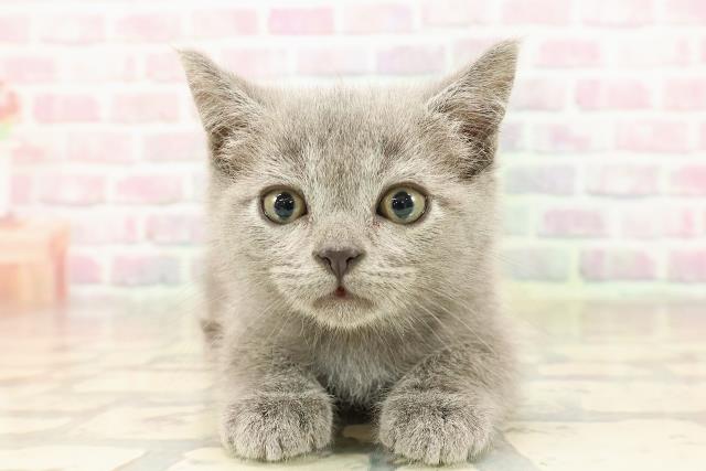 宮城県のスコティッシュフォールド (Coo&RIKU石巻店/2025年8月18日生まれ/男の子/ブルー)の子猫の1枚目の画像