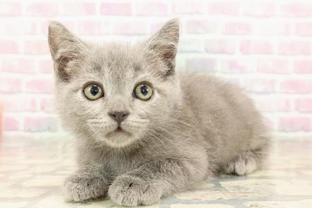 宮城県のスコティッシュフォールド (Coo&RIKU石巻店/2025年8月18日生まれ/男の子/ブルー)の子猫の2枚目の画像
