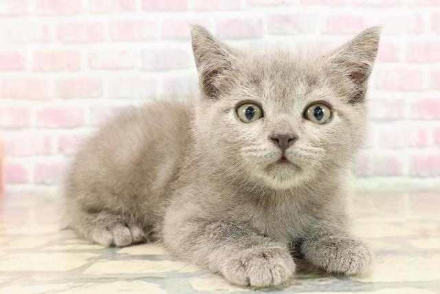 宮城県のスコティッシュフォールド (Coo&RIKU石巻店/2025年8月18日生まれ/男の子/ブルー)の子猫の3枚目の画像