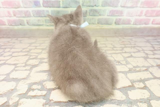 宮城県のスコティッシュフォールド (Coo&RIKU石巻店/2025年8月18日生まれ/男の子/ブルー)の子猫の4枚目の画像