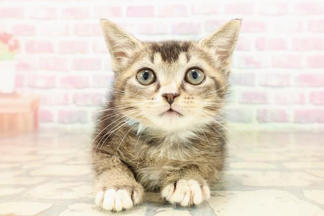 山形県のマンチカン (Coo&RIKU山形店/2025年8月11日生まれ/男の子/ブラウンタビーホワイト)の子猫の1枚目の画像