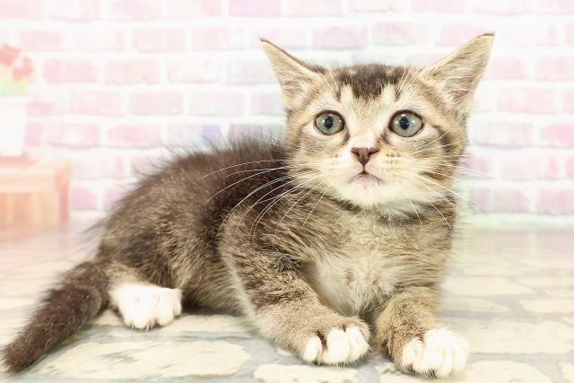 山形県のマンチカン (Coo&RIKU山形店/2025年8月11日生まれ/男の子/ブラウンタビーホワイト)の子猫の3枚目の画像