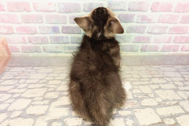 山形県のマンチカン (Coo&RIKU山形店/2025年8月11日生まれ/男の子/ブラウンタビーホワイト)の子猫の4枚目の画像