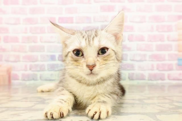 東京都のアメリカンショートヘアー (Coo&RIKU浅草店/2025年8月22日生まれ/女の子/シルバータビー)の子猫の1枚目の画像