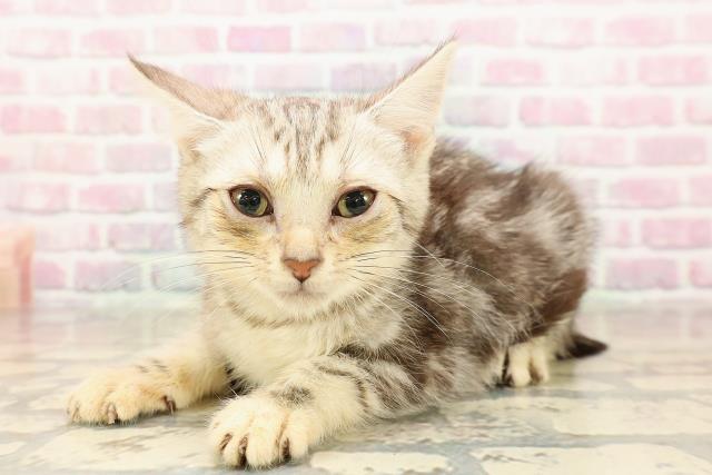 東京都のアメリカンショートヘアー (Coo&RIKU浅草店/2025年8月22日生まれ/女の子/シルバータビー)の子猫の2枚目の画像