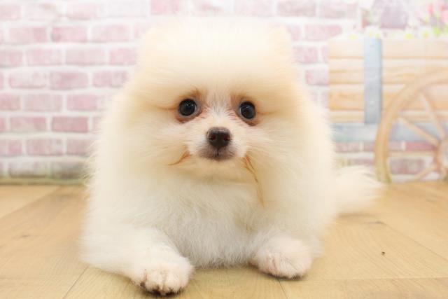 福島県のポメラニアン (Coo&RIKU郡山店/2025年8月19日生まれ/男の子/クリーム)の子犬の1枚目の画像