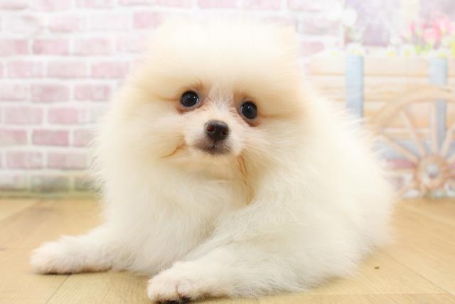 福島県のポメラニアン (Coo&RIKU郡山店/2025年8月19日生まれ/男の子/クリーム)の子犬の2枚目の画像