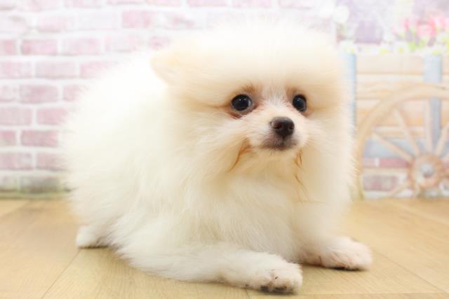 福島県のポメラニアン (Coo&RIKU郡山店/2025年8月19日生まれ/男の子/クリーム)の子犬の3枚目の画像