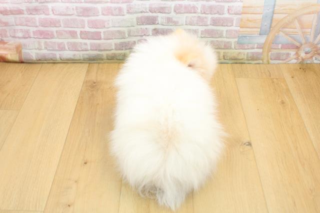 福島県のポメラニアン (Coo&RIKU郡山店/2025年8月19日生まれ/男の子/クリーム)の子犬の4枚目の画像