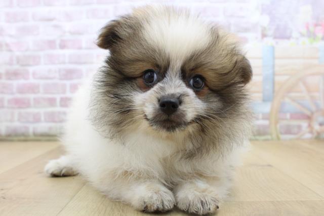 青森県のポメラニアン (Coo&RIKU八戸店/2025年8月19日生まれ/女の子/パーティーカラー)の子犬の1枚目の画像