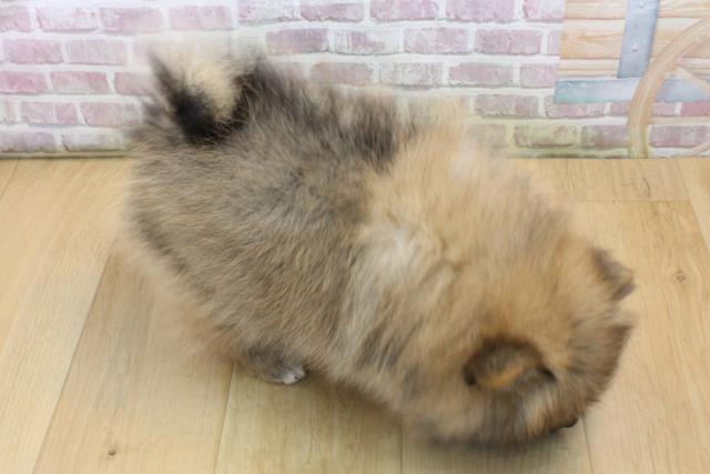 青森県のポメラニアン (Coo&RIKU弘前店/2025年8月19日生まれ/女の子/ウルフセーブル)の子犬の4枚目の画像