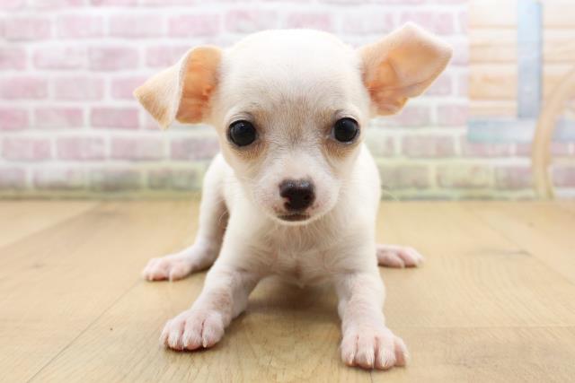 福島県のチワワ(スムース) (Coo&RIKU福島店/2025年8月22日生まれ/男の子/クリーム)の子犬の1枚目の画像