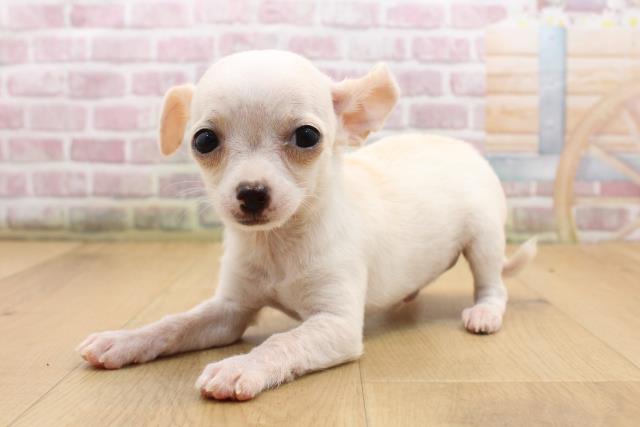 福島県のチワワ(スムース) (Coo&RIKU福島店/2025年8月22日生まれ/男の子/クリーム)の子犬の2枚目の画像