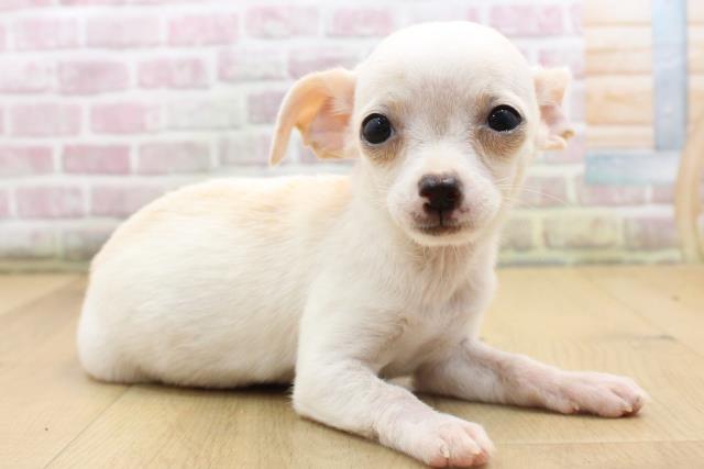 福島県のチワワ(スムース) (Coo&RIKU福島店/2025年8月22日生まれ/男の子/クリーム)の子犬の3枚目の画像