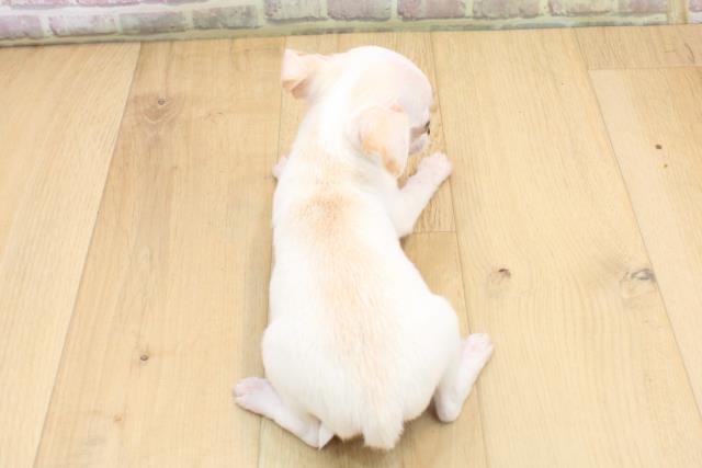 福島県のチワワ(スムース) (Coo&RIKU福島店/2025年8月22日生まれ/男の子/クリーム)の子犬の4枚目の画像