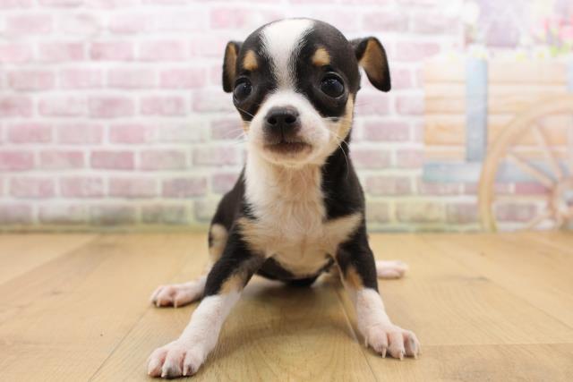 山形県のチワワ(スムース) (Coo&RIKU山形店/2025年8月22日生まれ/女の子/ブラックタンホワイト)の子犬の1枚目の画像