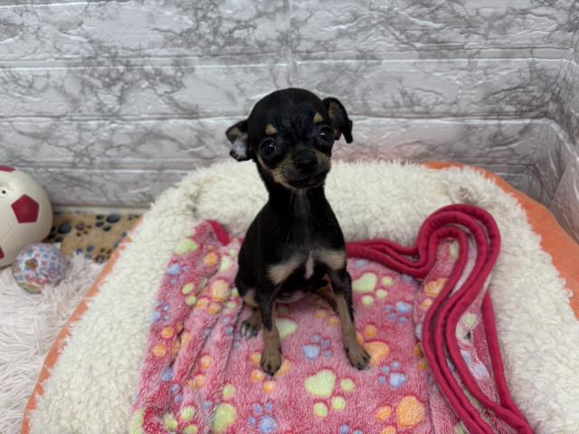 チワワ(スムースコート)