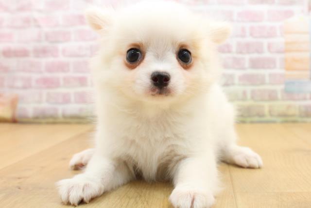 岩手県のチワワ(ロング) (Coo&RIKU一関店/2025年8月22日生まれ/男の子/ホワイト)の子犬の1枚目の画像
