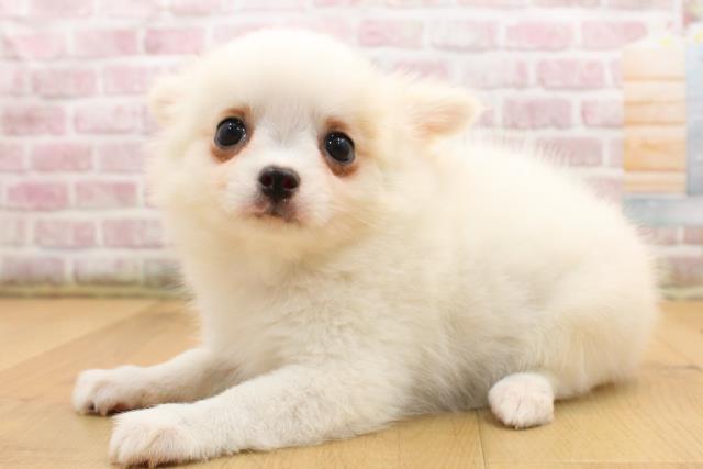岩手県のチワワ(ロング) (Coo&RIKU一関店/2025年8月22日生まれ/男の子/ホワイト)の子犬の2枚目の画像