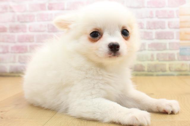 岩手県のチワワ(ロング) (Coo&RIKU一関店/2025年8月22日生まれ/男の子/ホワイト)の子犬の3枚目の画像