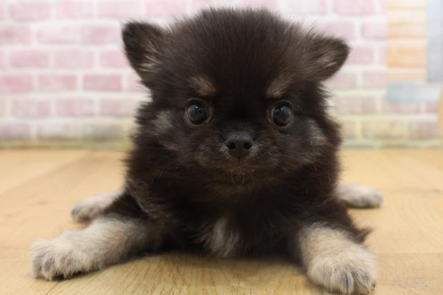 福島県のチワワ(ロング) (Coo&RIKU郡山店/2025年8月22日生まれ/男の子/ブラックタンホワイト)の子犬の1枚目の画像