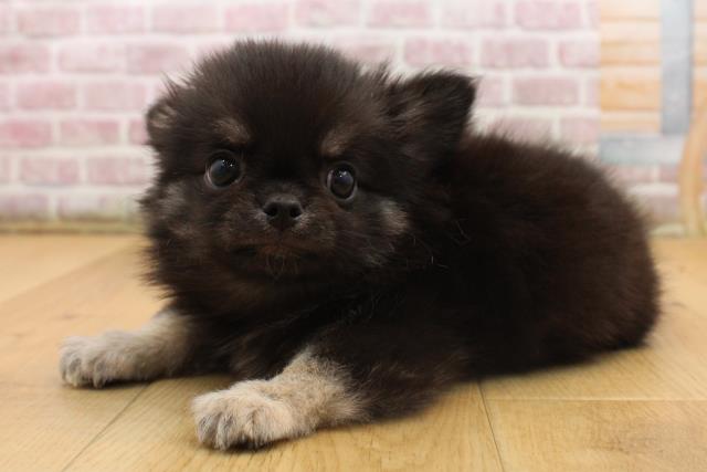 福島県のチワワ(ロング) (Coo&RIKU郡山店/2025年8月22日生まれ/男の子/ブラックタンホワイト)の子犬の2枚目の画像