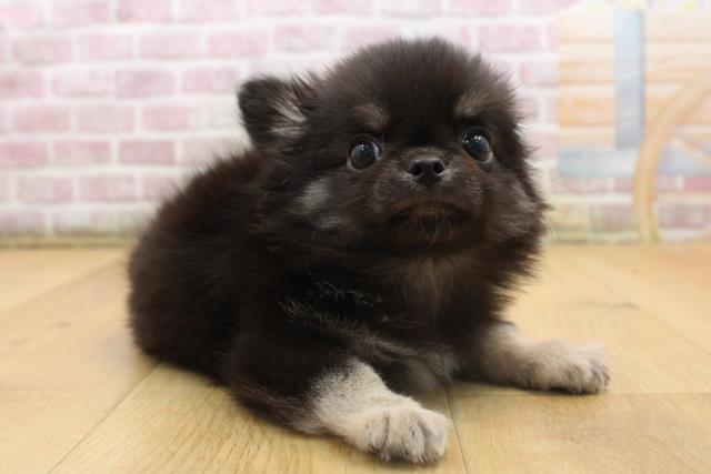 福島県のチワワ(ロング) (Coo&RIKU郡山店/2025年8月22日生まれ/男の子/ブラックタンホワイト)の子犬の3枚目の画像