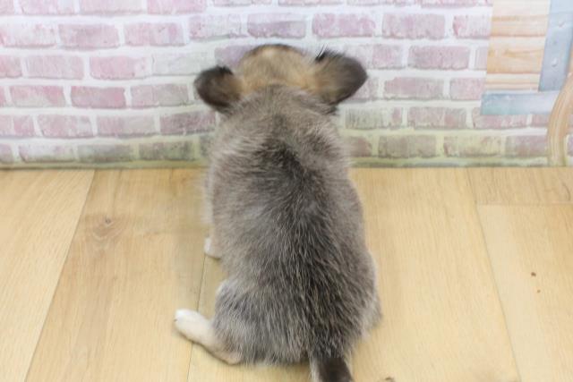 宮城県のチワワ(ロング) (Coo&RIKU仙台太白店/2025年8月22日生まれ/女の子/フォーンホワイト)の子犬の4枚目の画像