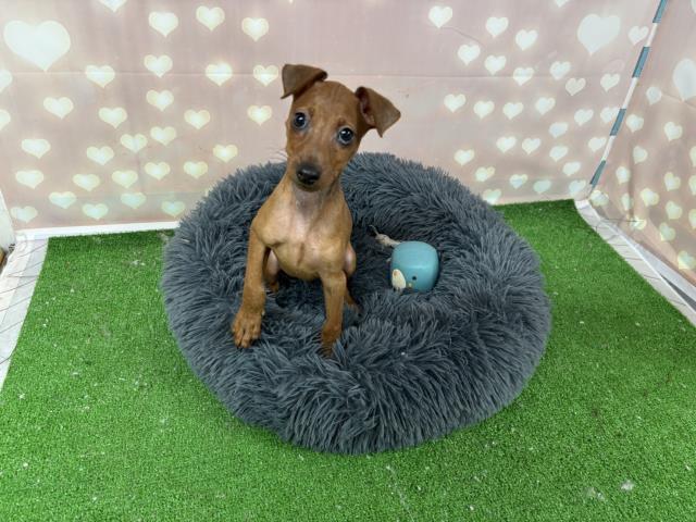 ミニチュア・ピンシャー