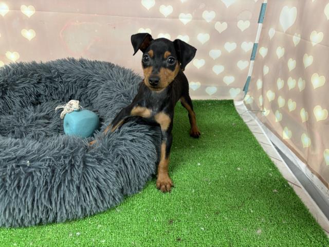 ミニチュア・ピンシャー