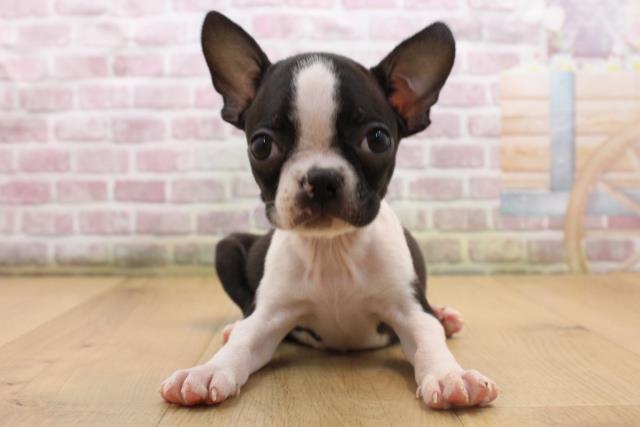 青森県のボストンテリア (Coo&RIKU青森店/2025年8月23日生まれ/男の子/ボストンカラー)の子犬の1枚目の画像