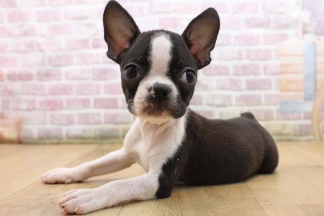 青森県のボストンテリア (Coo&RIKU青森店/2025年8月23日生まれ/男の子/ボストンカラー)の子犬の2枚目の画像