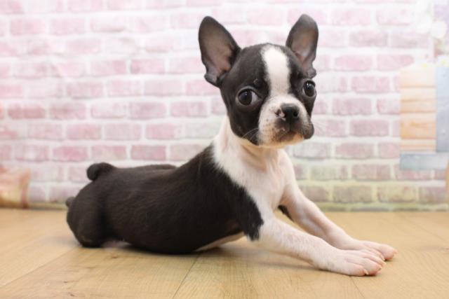 青森県のボストンテリア (Coo&RIKU青森店/2025年8月23日生まれ/男の子/ボストンカラー)の子犬の3枚目の画像