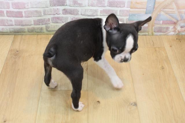 青森県のボストンテリア (Coo&RIKU青森店/2025年8月23日生まれ/男の子/ボストンカラー)の子犬の4枚目の画像