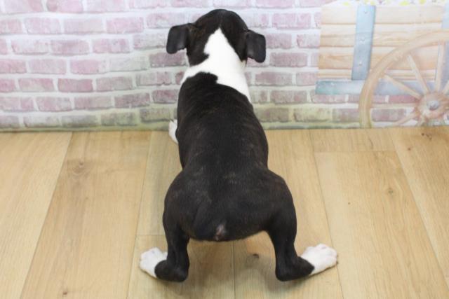 青森県のボストンテリア (Coo&RIKU弘前店/2025年8月23日生まれ/男の子/ボストンカラー)の子犬の4枚目の画像